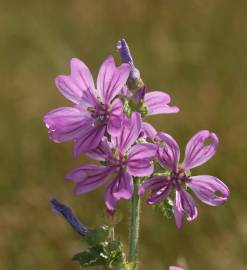 Fotografia da espécie Malva sylvestris