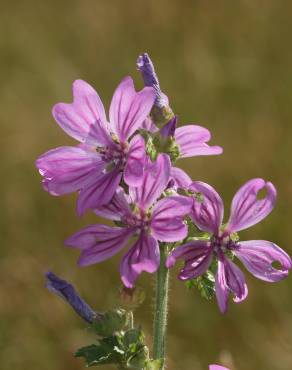 Fotografia 5 da espécie Malva sylvestris no Jardim Botânico UTAD