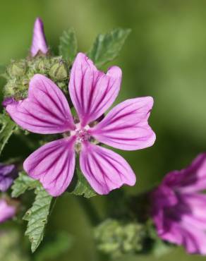 Fotografia 6 da espécie Malva sylvestris no Jardim Botânico UTAD