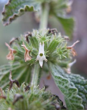 Fotografia 5 da espécie Marrubium vulgare no Jardim Botânico UTAD