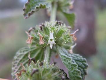 Fotografia da espécie Marrubium vulgare