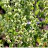 Fotografia 6 da espécie Marrubium vulgare do Jardim Botânico UTAD