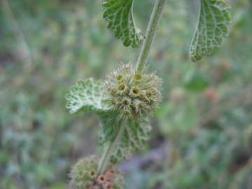 Fotografia da espécie Marrubium vulgare