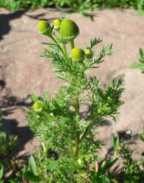 Fotografia 3 da espécie Matricaria discoidea no Jardim Botânico UTAD