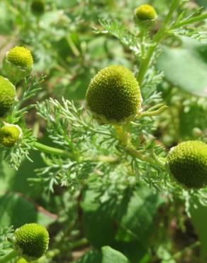 Fotografia 5 da espécie Matricaria discoidea no Jardim Botânico UTAD