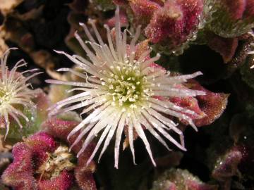 Fotografia da espécie Mesembryanthemum crystallinum