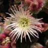 Fotografia 3 da espécie Mesembryanthemum crystallinum do Jardim Botânico UTAD