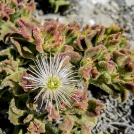 Fotografia da espécie Mesembryanthemum crystallinum