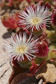 Fotografia da espécie Mesembryanthemum crystallinum