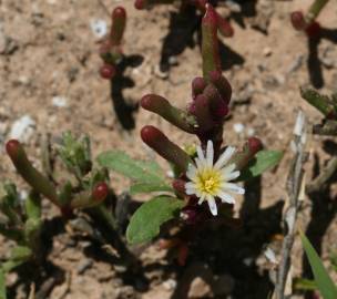 Fotografia da espécie Mesembryanthemum nodiflorum