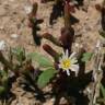 Fotografia 4 da espécie Mesembryanthemum nodiflorum do Jardim Botânico UTAD