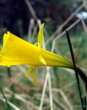 Fotografia 4 da espécie Narcissus bulbocodium no Jardim Botânico UTAD