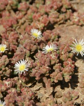 Fotografia 5 da espécie Mesembryanthemum nodiflorum no Jardim Botânico UTAD