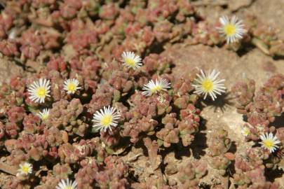 Fotografia da espécie Mesembryanthemum nodiflorum