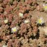 Fotografia 5 da espécie Mesembryanthemum nodiflorum do Jardim Botânico UTAD