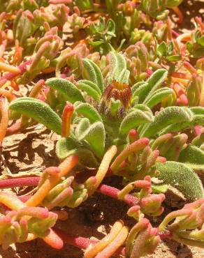 Fotografia 7 da espécie Mesembryanthemum nodiflorum no Jardim Botânico UTAD