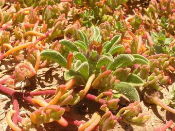 Fotografia da espécie Mesembryanthemum nodiflorum