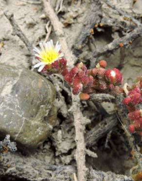 Fotografia 8 da espécie Mesembryanthemum nodiflorum no Jardim Botânico UTAD