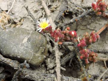 Fotografia da espécie Mesembryanthemum nodiflorum