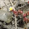 Fotografia 8 da espécie Mesembryanthemum nodiflorum do Jardim Botânico UTAD