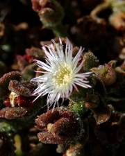 Fotografia da espécie Mesembryanthemum nodiflorum