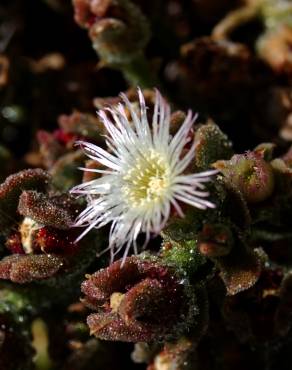 Fotografia 1 da espécie Mesembryanthemum nodiflorum no Jardim Botânico UTAD