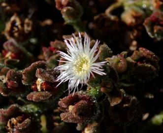 Fotografia da espécie Mesembryanthemum nodiflorum