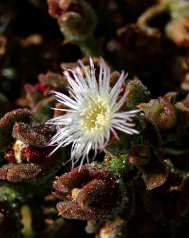 Fotografia de capa Mesembryanthemum nodiflorum - do Jardim Botânico