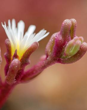 Fotografia 9 da espécie Mesembryanthemum nodiflorum no Jardim Botânico UTAD