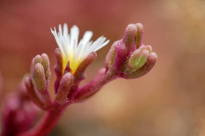 Fotografia da espécie Mesembryanthemum nodiflorum