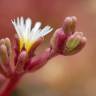 Fotografia 9 da espécie Mesembryanthemum nodiflorum do Jardim Botânico UTAD