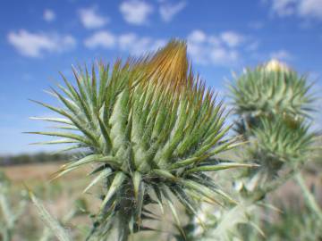 Fotografia da espécie Onopordum acanthium subesp. acanthium