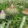 Fotografia 9 da espécie Onopordum acanthium subesp. acanthium do Jardim Botânico UTAD