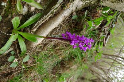 Fotografia da espécie Orchis mascula