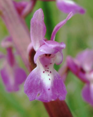 Fotografia de capa Orchis mascula - do Jardim Botânico