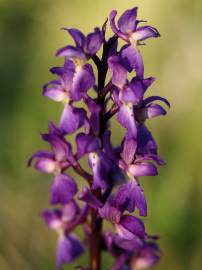 Fotografia da espécie Orchis mascula