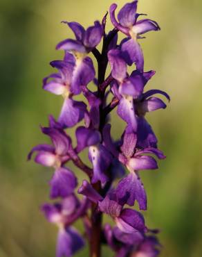 Fotografia 3 da espécie Orchis mascula no Jardim Botânico UTAD