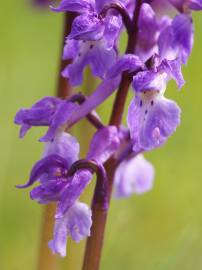 Fotografia da espécie Orchis mascula