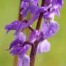 Fotografia 4 da espécie Orchis mascula do Jardim Botânico UTAD