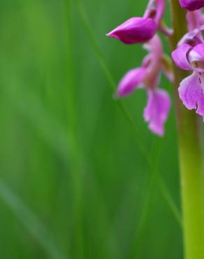 Fotografia 5 da espécie Orchis mascula no Jardim Botânico UTAD