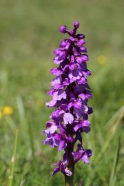 Fotografia da espécie Orchis mascula