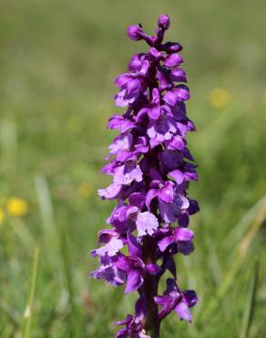 Fotografia 6 da espécie Orchis mascula no Jardim Botânico UTAD