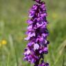 Fotografia 6 da espécie Orchis mascula do Jardim Botânico UTAD