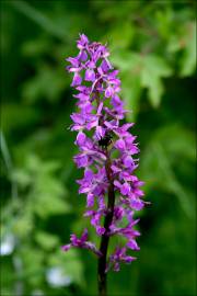 Fotografia da espécie Orchis mascula