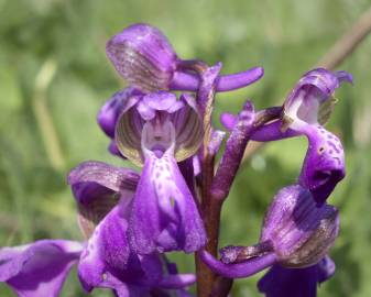 Fotografia da espécie Orchis morio