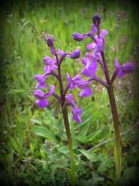 Fotografia da espécie Orchis morio