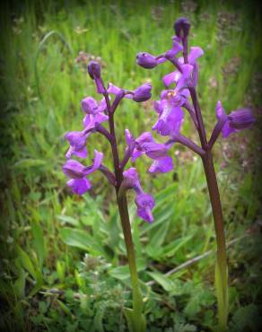 Fotografia 3 da espécie Orchis morio no Jardim Botânico UTAD