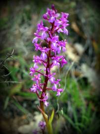 Fotografia da espécie Orchis morio