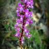 Fotografia 1 da espécie Orchis morio do Jardim Botânico UTAD