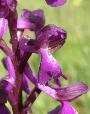 Fotografia 4 da espécie Orchis morio no Jardim Botânico UTAD